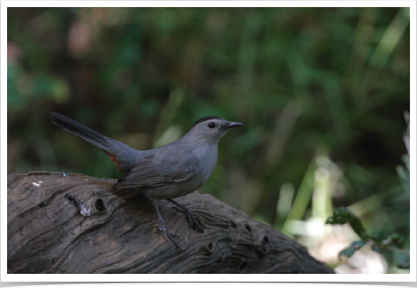 Gray Catbird